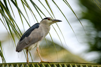 Night Heron
