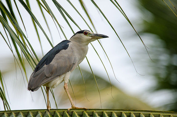Night Heron