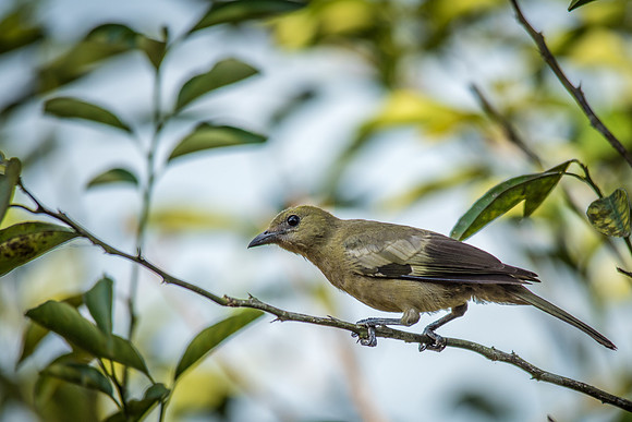 Palm Tanager -1