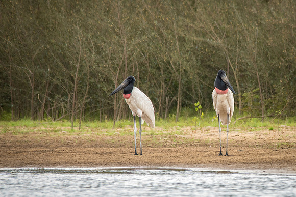 Jabiru Storks  -3