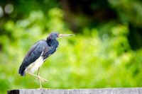 Tri Coloured Heron -2