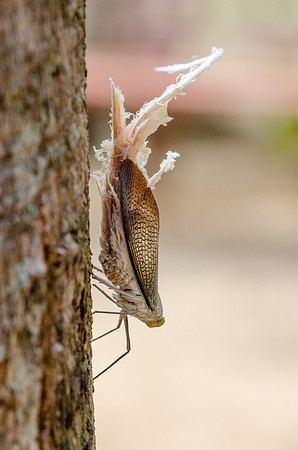 Scale Bug