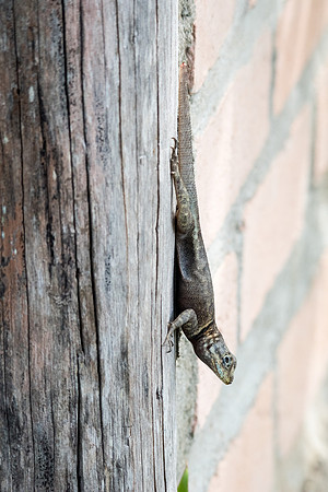Lizard -1