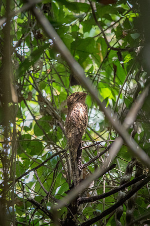 Long Tailed Potoo