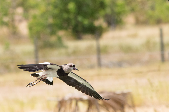 Southern Lapwing -2