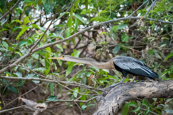 Anhinga -6