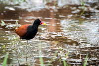 Wattled Jacana -2