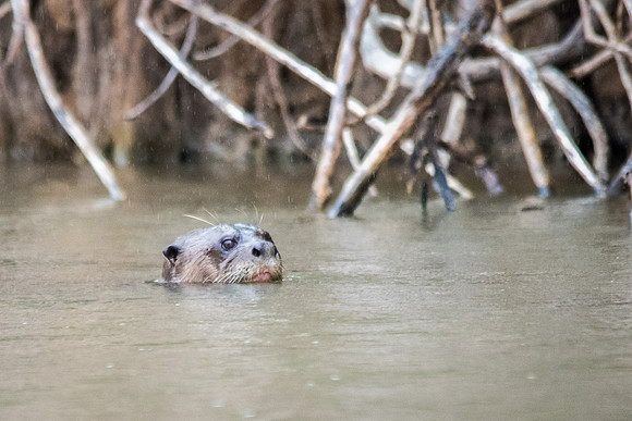 Giant Amazon River Otter -1