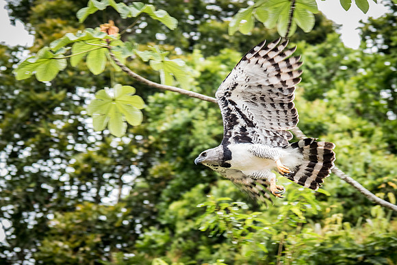 Harpy Eagle Flying -2