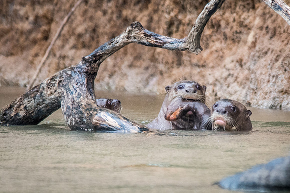 Giant Amazon River Otter - pair with young