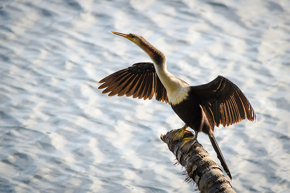 Anhinga -7