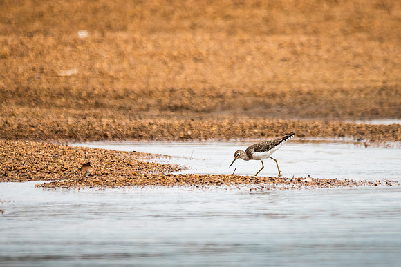 Solitary Sindpiper