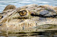 Caiman -2
