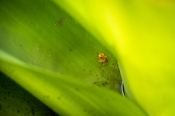 Kaieteur Golden Frog -1