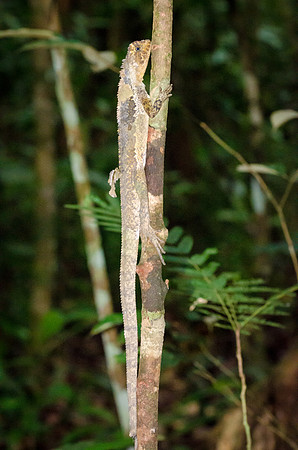Camouflaged Lizard  -1