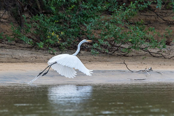 Great Egret taking off