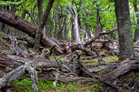 Glaciers Viewpoint Trail -4
