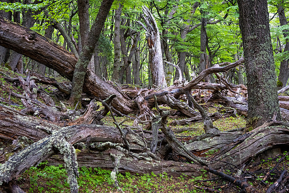 Glaciers Viewpoint Trail -4