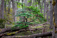 Glaciers Viewpoint Trail -6
