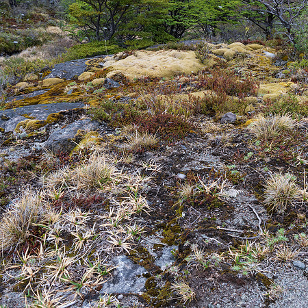 Glaciers Viewpoint Trail -16
