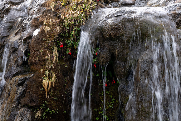 Waterfall Plant -2