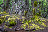 Glaciers Viewpoint Trail -5