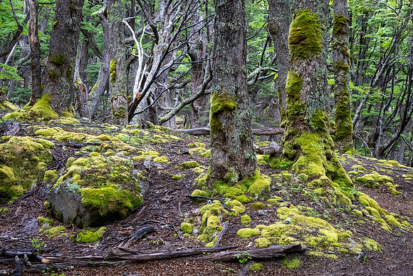 Glaciers Viewpoint Trail -5