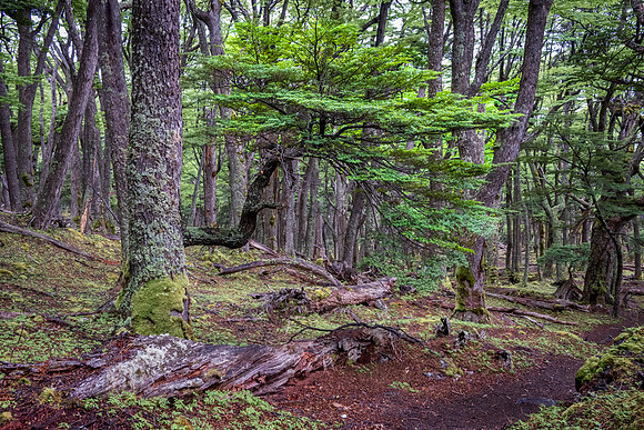 Glaciers Viewpoint Trail -20