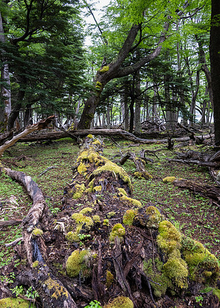 Glaciers Viewpoint Trail -3