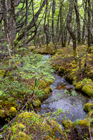 Glaciers Viewpoint Trail -19