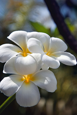 Bora Bora - 1