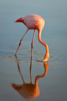 Greater Flamingo - 2