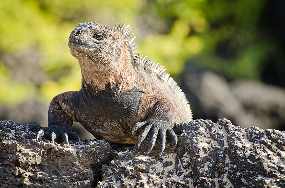 Marine Iguana - 2