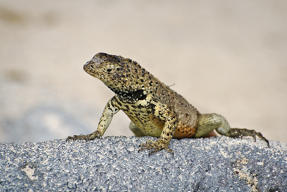 Lava Lizard - 2