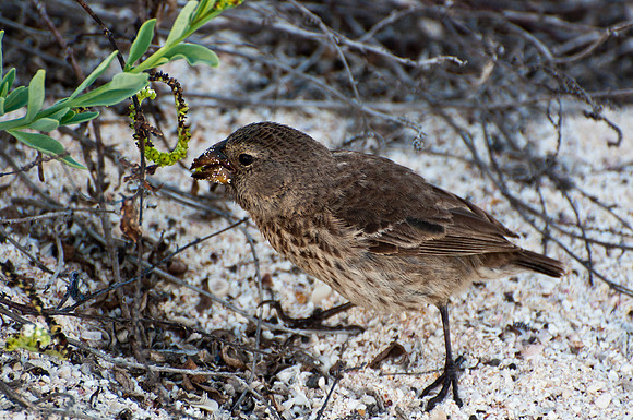Darwin's Finch - 1