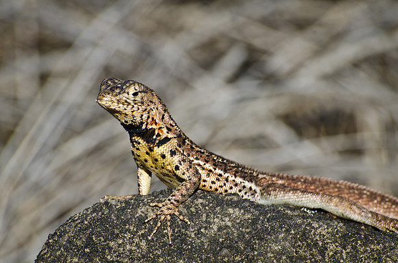 Lava Lizard - 1