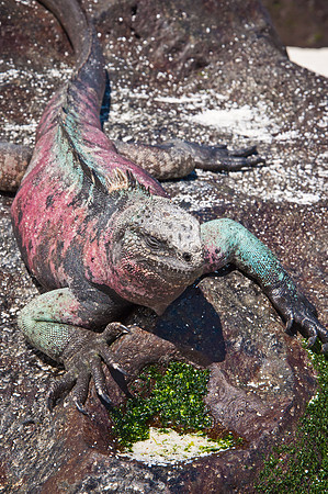 Marine Iguana - 6