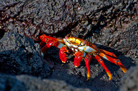 Sally Lightfoot Crab - 2