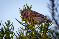 Darwin's Finch - 3