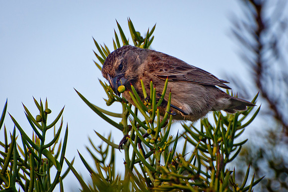 Darwin's Finch - 3