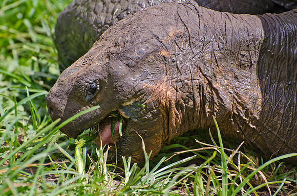 Galapagos Tortoise - 3