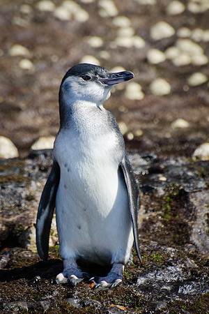 Galapagos Penguin - 4