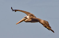 Brown Pelican - 1