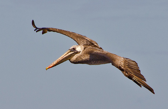 Brown Pelican - 1
