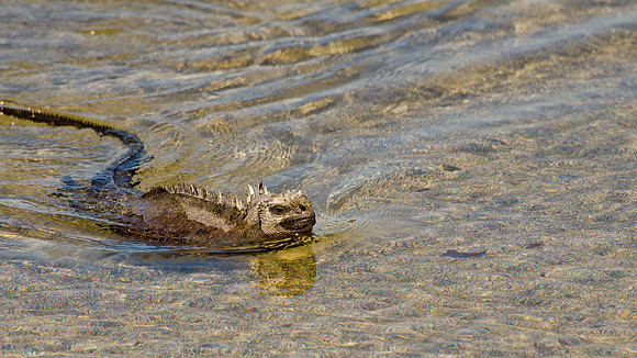 Marine Iguana Swimming
