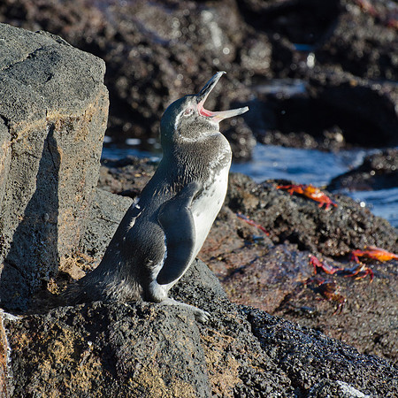 Galapagos Penguin  - 3