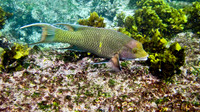 Mexican Hogfish