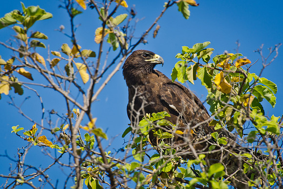 Galapagos Hawk - 1