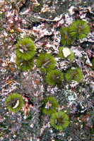 Anemones