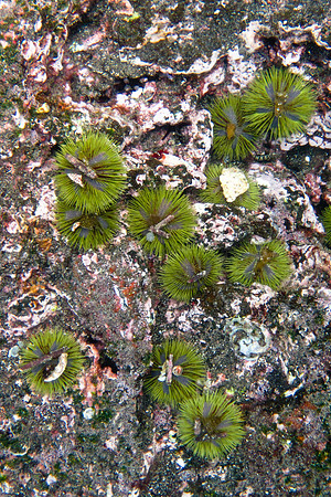 Anemones